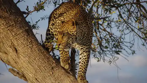 Siyavaya Adventures - Wild Safari